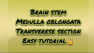 Brainstem  Medulla Oblongata  Transverse section  easy to understand  MBBS GOALS🌸 [upl. by Digdirb]