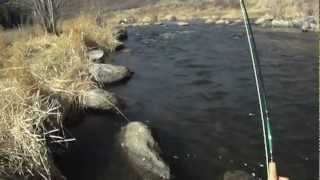 Steamboat Springs Colorado  Yampa River Tailwater Fly Fishing with Charlie Dresen [upl. by Rosane708]