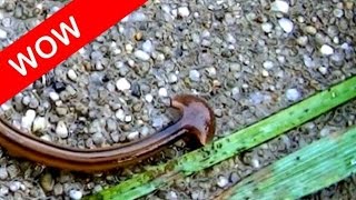 Cool facts about arrowhead flatworm land planarian Bipalium kewense [upl. by Parrisch]