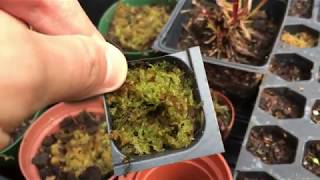 How To Grow Live Sphagnum Moss [upl. by Ramoh]