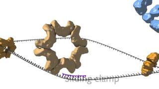 DNA Replication [upl. by Bekki]