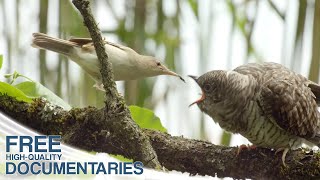 Cuckoo Bird Unique Behaviors [upl. by Adnuhsed]