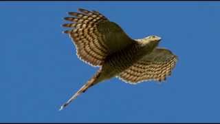 Sparrowhawk Bird Call Bird Song [upl. by Aicia764]