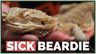 How We Saved this Dying Bearded Dragon [upl. by Ardien937]