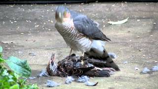 Sparrowhawk plucking live Starling pt2 [upl. by Selemas]