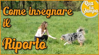 COME INSEGNARE AL CANE IL quotRIPORTOquot 🐶 Addestramento Educazione cani n 26  Qua la Zampa CANE CANI [upl. by Jansen]