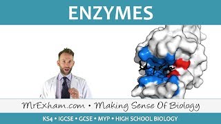 Enzymes  GCSE Biology 91 [upl. by Schick475]