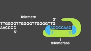 Telomere Replication [upl. by Reamonn234]