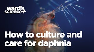 Caring and Culturing for Daphnia [upl. by Adav690]