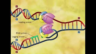 DNA Replication 3D Animation [upl. by Arela422]