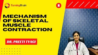 Mechanism of Skeletal Muscle Contraction [upl. by Acira]