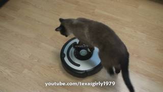 Cat shows HOW TO use iRobot Roomba Vacuum [upl. by Elyc]