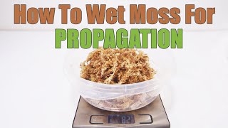 How To Use Sphagnum Moss For Propagation [upl. by Aivon931]