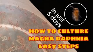 How to Culture Magna Daphnia Easily [upl. by Rekcut]