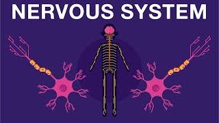 Nervous System  Get to know our nervous system a bit closer how does it works  Neurology [upl. by Haliak]