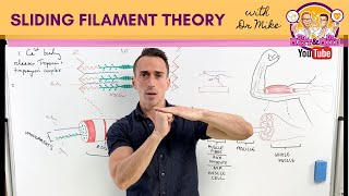 Sliding Filament Theory  Muscle Contraction [upl. by Yemorej]