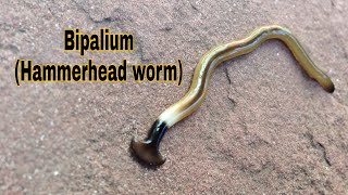 Hammerhead Worm BIPALIUM Predatory Behavior [upl. by Gothurd]