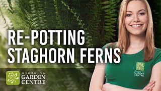 How to Repot a Staghorn Fern [upl. by Ayota]