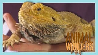 Bearded Dragons What Where How [upl. by Merna]