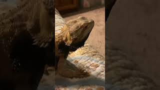 Head Bobbing Bearded Dragon [upl. by Adin]