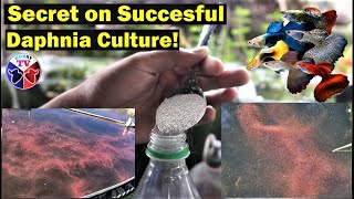 How to Culture Daphnia Successfully [upl. by Garin]