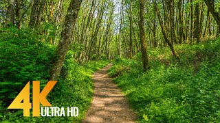 4K Virtual Hike on a Sunny Day with Forest Sounds  Licorice Fern Trail Issaquah Area [upl. by Nirda]