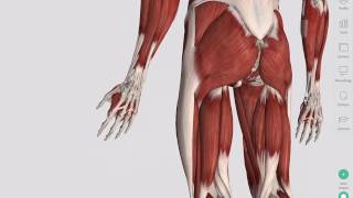 Skeletal Muscles  Complete Anatomy [upl. by Anirtak]