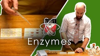 Enzymes  GCSE Science Required Practical [upl. by Romney214]