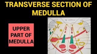 Transverse Section of Medulla  3  TS through Upper Part of Medulla at level of 4th Ventricle [upl. by Norling]