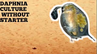 HOW TO CULTURE DAPHNIA NATURALLY WITHOUT A STARTER [upl. by Blackington619]