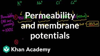 Permeability and membrane potentials  Circulatory system physiology  NCLEXRN  Khan Academy [upl. by Douglass]