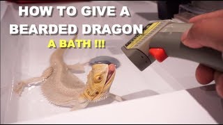 How To Give A Bearded Dragon A Bath The Right Way  Tips And Tricks [upl. by Cul]