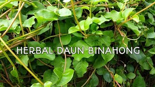 Manfaat Daun Binahong [upl. by Ellenaj]