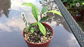 Lemon drop mangosteen  Garcinia Intermedia  young seedling update [upl. by Oralie]