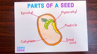 Parts Of A Seed Drawing  How To Draw Parts Of A Seed [upl. by Ocsicnarf638]