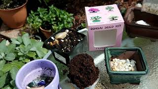 Starting Sakura Bonsai from a Bonsai Seed Kit [upl. by Ennairam]