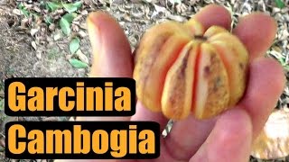 FRESH Garcinia Cambogia Review  Weird Fruit Explorer Ep 157 [upl. by Nifares]