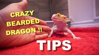 Tips On Taming A Bearded Dragon  My Dragons Training Routine [upl. by Livia]