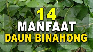 14 MANFAAT DAUN BINAHONG [upl. by Hezekiah561]