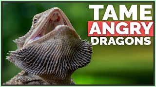 How I Tame Angry amp Scared Bearded Dragons [upl. by Ynez666]