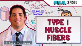 Musculoskeletal System  Type I Muscle Fibers [upl. by Dyer]