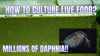 How to Culture Daphnia Secret Method to Breed MILLIONS  Simply Aquatic [upl. by Moclam]