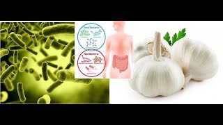 Does Garlic Kill Good Bacteria [upl. by Alidus]