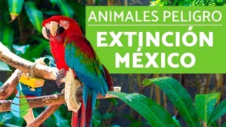 10 animales en PELIGRO DE EXTINCION en MEXICO [upl. by Nedarb709]