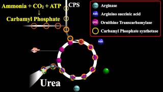 Urea Biosynthesis or Ornithine Cycle [upl. by Yhtac]