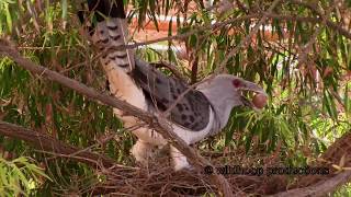 Channelbilled Cuckoo Attacks Currawong Nest [upl. by Adest]