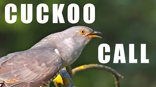 Bird sounds  CUCKOO call [upl. by Vito]