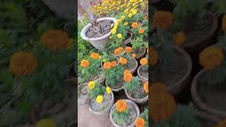 Flowers agriculture myfarminglifeandme farminglifeinanotherworld pholytshorts [upl. by Einor]