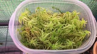 How I grow live Sphagnum moss [upl. by Yelrak248]