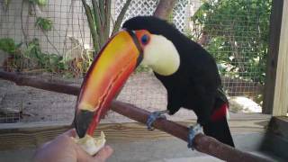 Toco Toucan Eats 1st Hard Boiled Egg [upl. by Suollecram785]